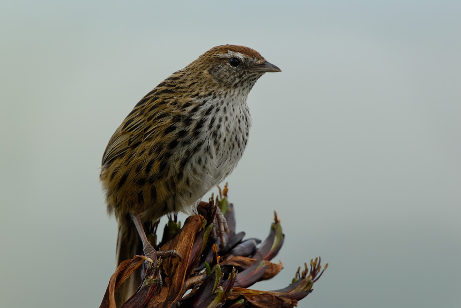 Fernbird, Photo: Craig Mckenzie 