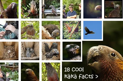 28 Cool Kaka facts >>