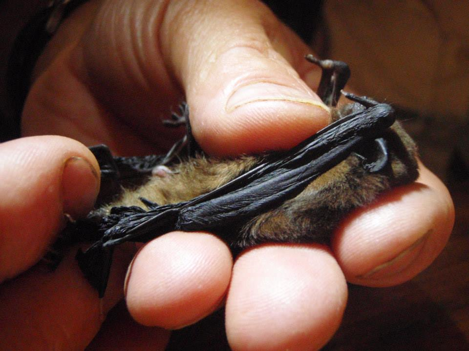 A long-tailed bat on D'Urville Island.