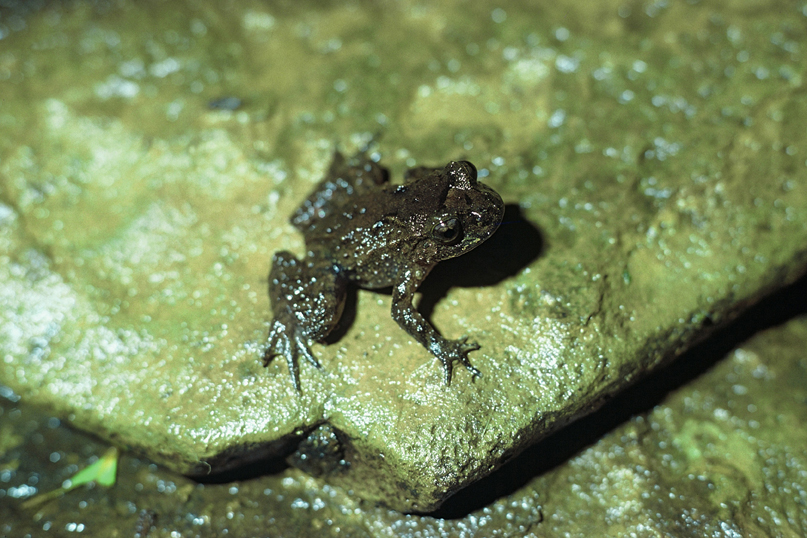 hochstetter frog