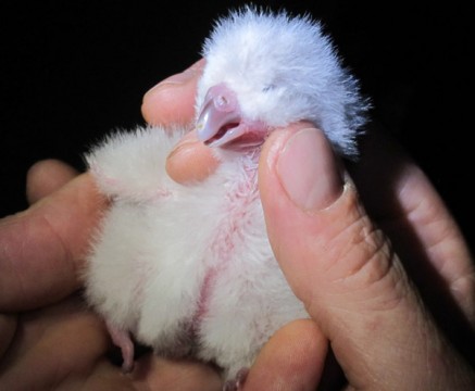 The next generation: one of the newest kakapo chicks. Photo: Jeremy Beck. 