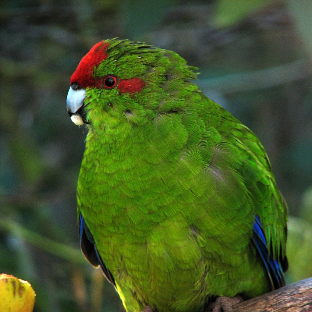 Red-crowned parakeet, Photo: creative commons, digital trails