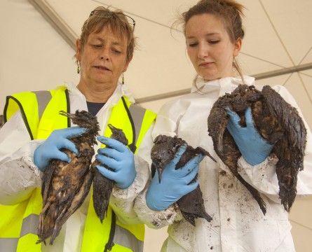 Forest & Bird's Seabird Advocate examines a dead bird at the Oiled Wildlife Response Unit in Tauranga 