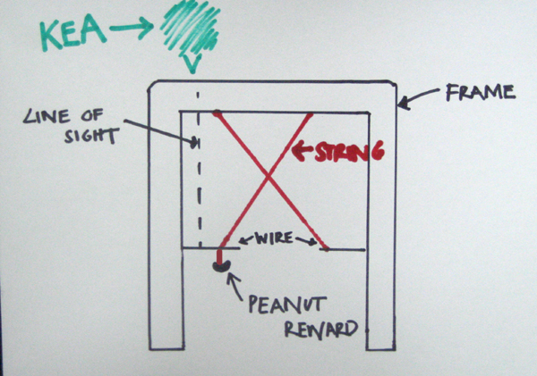 Diagram of the peanut test