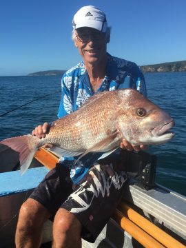 release the big snapper and #HelpSaveTheHaurakiGulf