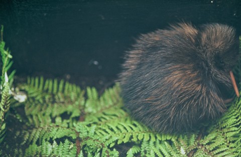 Kiwi, Photo: Helen Mitchell 
