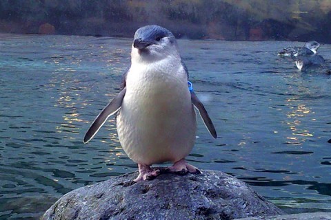 Little Blue Penguin - only twenty five centimetres tall, yet larger than life.   