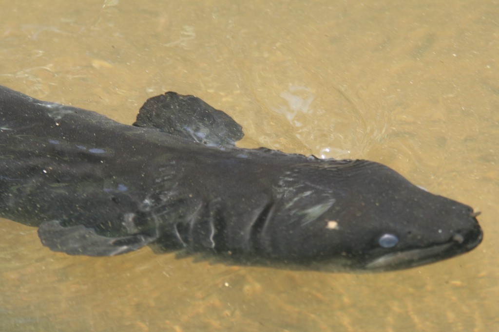 Longfin eel (photo by Zealandia)