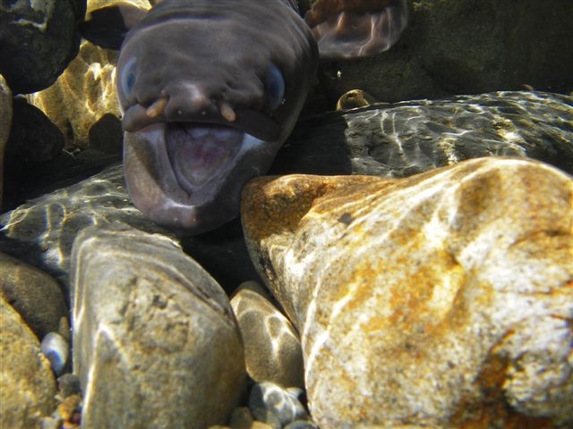Longfin eel, Photo: Mike Joy 