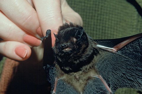 Long tailed bat, photo courtesy of DOC