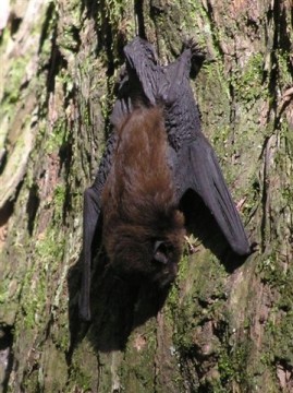 Long-tailed bat at Pelorus