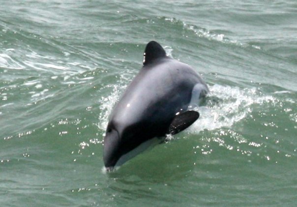 Maui's dolphin, photo: Nic Toki 
