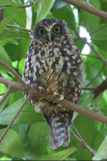 Morepork, Photo: Jordan Kappely