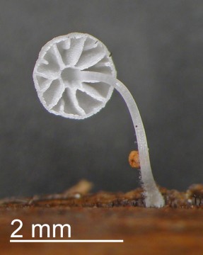 As seen by day, a mushroom of the Mycena 'Crystal Falls' species. Photograph courtesy of Landcare Research.