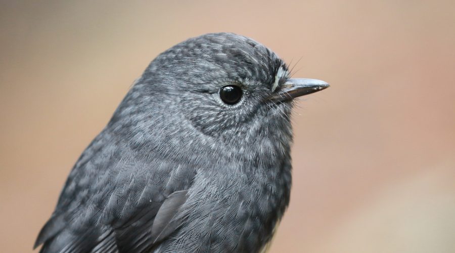 New Zealand Robins — Everyone’s Favourite Little Forest Friends!