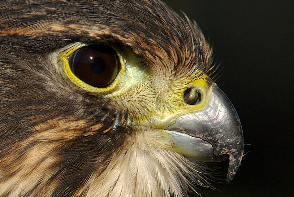 New Zealand Falcon 