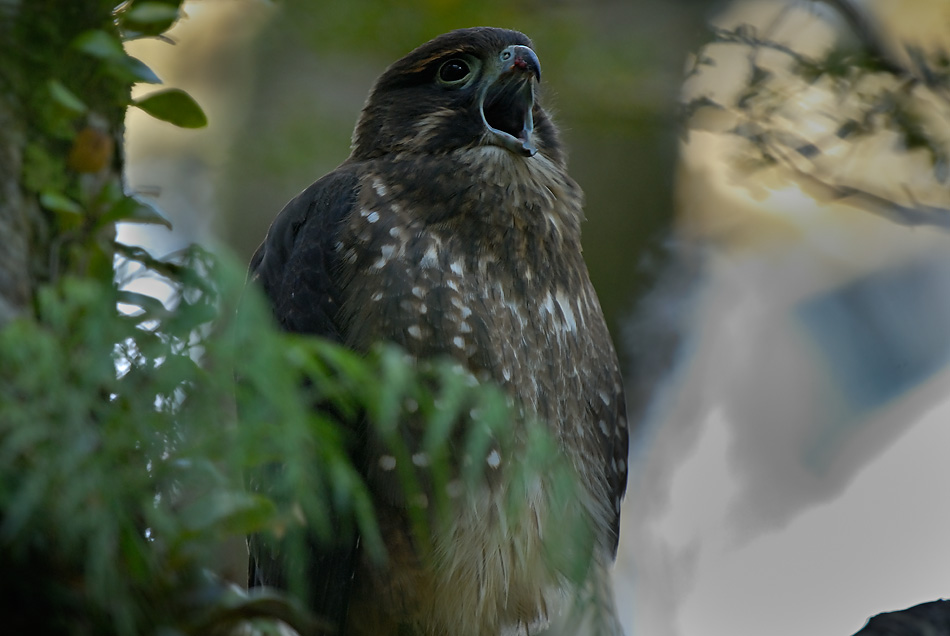 NZ Falcon, Photo: Craig Mckenzie 