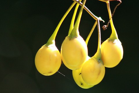 Poroporo (Solanum laciniatum), Photo: Steve Attwood