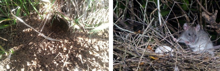 L-R: A freshly dug rodent hole on the edge of the wetland, a rat predates on an egg (Photo by Nga Manu Images)