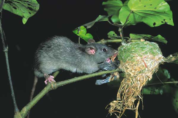 Introduced mammals like rats, possums, and cats are just some of the species that predate our native wildlife (Photo by Nga Manu)