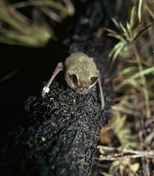 Short-tailed bat, Photo: Rosalind Cole
