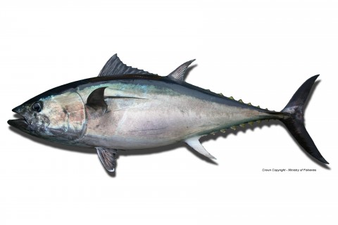 Southern Bluefin Tuna, Photo courtesy of the Ministry of Fisheries. 