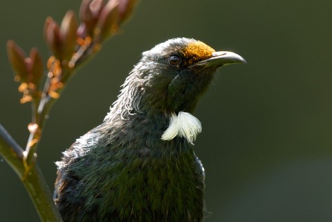 Tui will be one of the  feathery benefactors of the recently launched Halo project. Photo: Craig McKenzie
