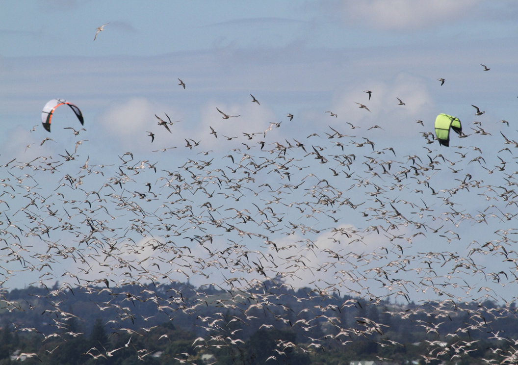 wader disturbance