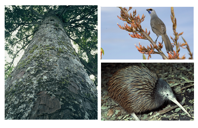The elders statesmen of our forests - kauri - and our endangered species, such as our kokako and north island brown kiwi will be placed under greater protection if a National Park goes ahead. 