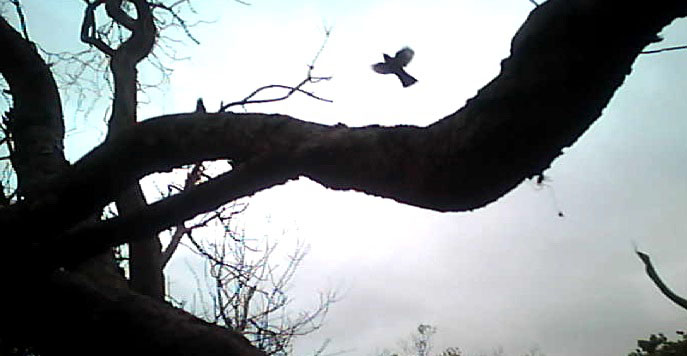 A still from one of the cat-cams. Although there was no predation of birds, tracking behaviours like this and even the presence of cats  will deter birds from nesting.  