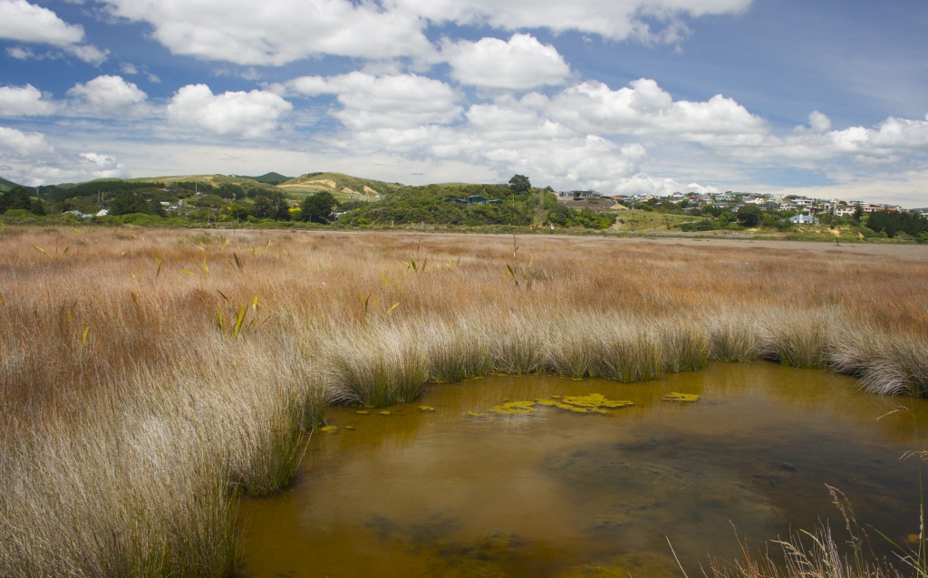 Odorous bog, or wonderful wetland? 