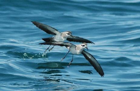 White-faced Storm Petrels