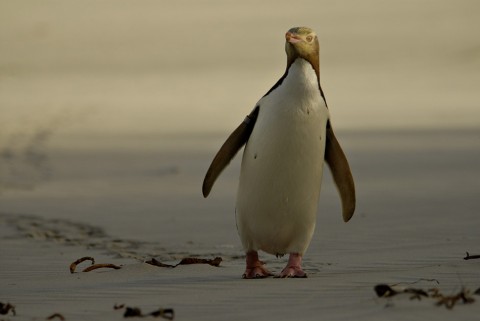 Yellow-eyed penguin, Photo: Craig Mckenzie 