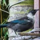 ASK AN EXPERT: Why does this tui have unusually fluffy collar feathers?