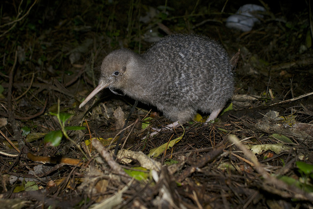 ASK AN EXPERT: Were kiwi always flightless?