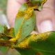 A quick guide to Myrtle Rust