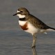 5 Reasons You Should Vote for the Banded Dotterel