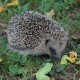 Hedgehogs – Cute, but Lethal to Native Wildlife