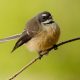 The Friendly Fantail
