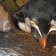 Protecting Penguins: The Elusive Tawaki
