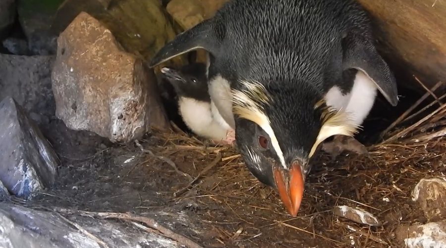 Protecting Penguins: The Elusive Tawaki
