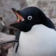 Nature’s Voice: Penguins at Risk