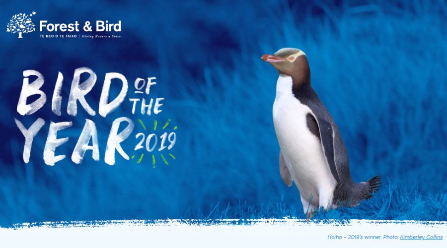 Bird of the Year soars to new heights in 2019
