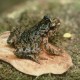 Tiny Frog Prompts Big Interest