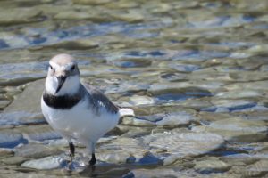 Nature’s Voice: Monitoring the Native Wrybill