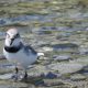 Nature’s Voice: Monitoring the Native Wrybill