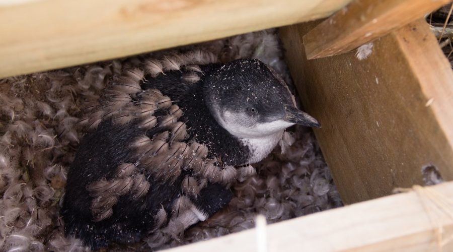 Protecting Penguins: A Pint-Sized Penguin