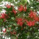 What’s flowering now? New Zealand mistletoe