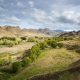 Restoring nature on New Zealand’s biggest farm