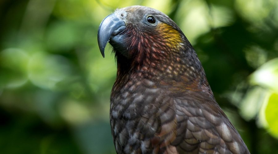 The Fear and Persistent Myths About the Use of 1080